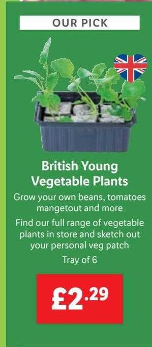 Lidl British young vegetable plants offer