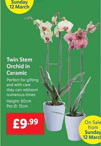Lidl Twin stem orchid in ceramic offer