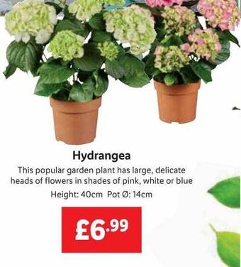 Lidl Hydrangea offer