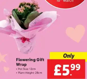Lidl Flowering Gift Wrap offer