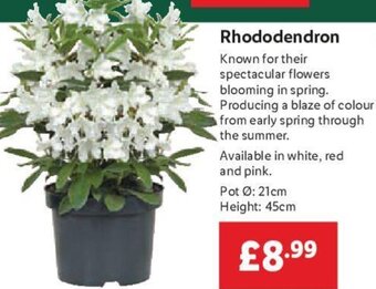 Lidl Rhododendron offer