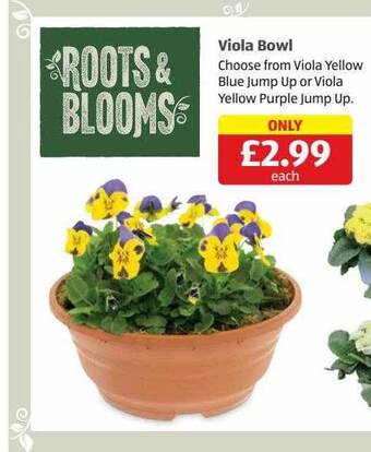 Aldi Viola bowl offer