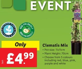 Lidl Clematis Mix offer