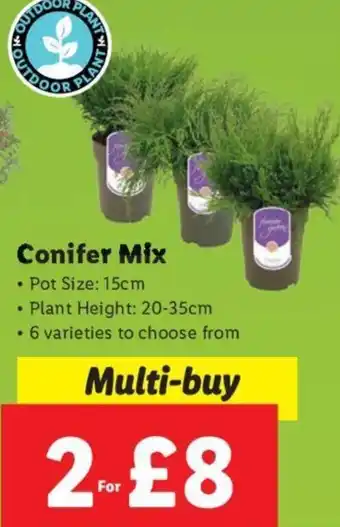 Lidl Conifer Mix 15cm offer