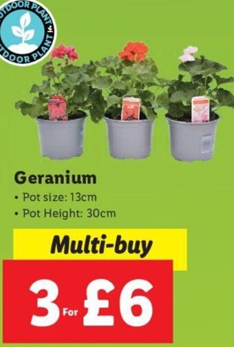 Lidl Geranium offer