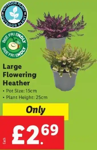 Lidl Large Flowering Heather offer