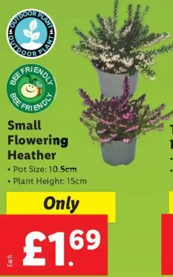 Lidl Small Flowering Heather offer