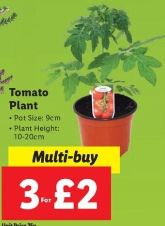 Lidl Tomato Plant offer