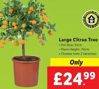 Lidl Large Citrus Tree offer