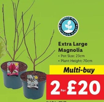 Lidl Extra Large Magnolia offer