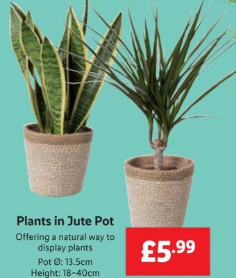 Lidl Plants in Jute Pot offer