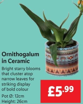 Lidl Ornithogalum in Ceramic offer