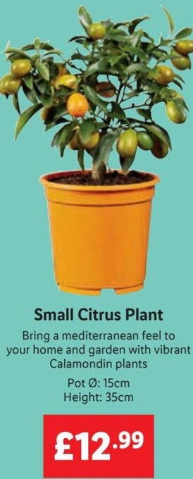 Lidl Small Citrus Plant offer