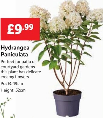 Lidl Hydrangea Paniculata offer
