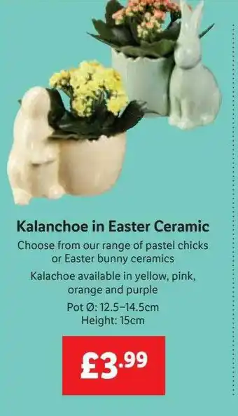 Lidl Kalanchoe in easter ceramic offer