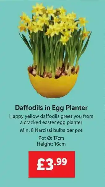 Lidl Daffodils in egg planter offer