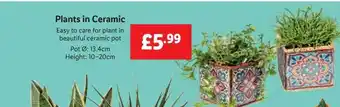 Lidl Plants in ceramic offer