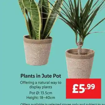 Lidl Plants in jute pot offer