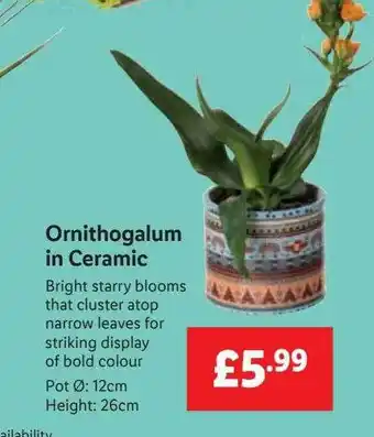 Lidl Ornithogalum in ceramic offer