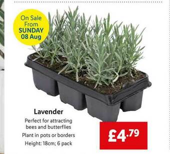 Lidl Lavender offer