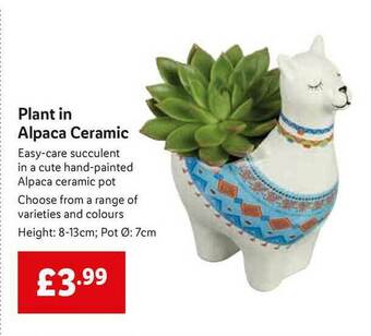 Lidl Plant In Alpaca Ceramic offer