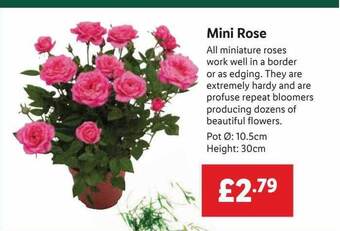 Lidl Mini rose offer