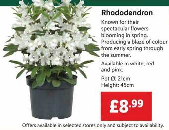 Lidl Rhododendron offer