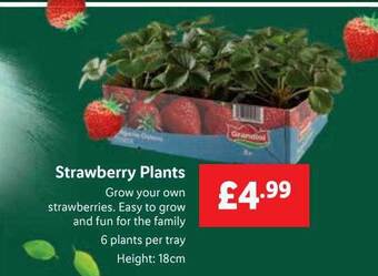 Lidl Strawberry plants offer