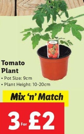 Lidl Tomato Plant offer