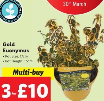 Lidl Gold Euonymus offer