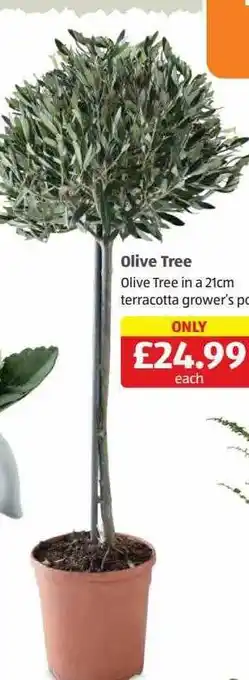 Aldi Olive tree offer