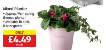 Aldi Mixed planter offer