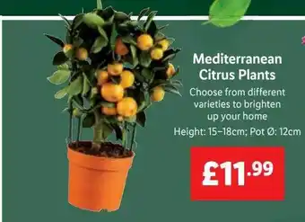 Lidl Mediterranean citrus plants offer