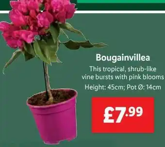 Lidl Bougainvillea offer