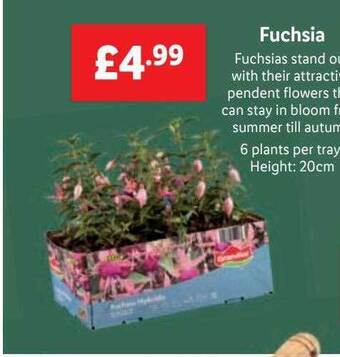 Lidl Fuchsia offer