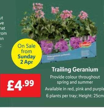 Lidl Trailing geranium offer