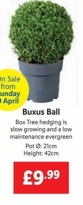 Lidl Buxus ball offer
