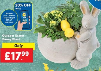 Lidl Outdoor Easter Bunny Plant offer