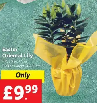 Lidl Easter Oriental Lily offer