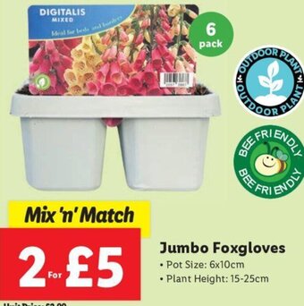 Lidl Jumbo Foxgloves offer