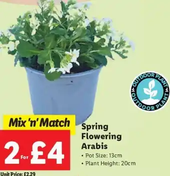 Lidl Spring Flower Arabis offer