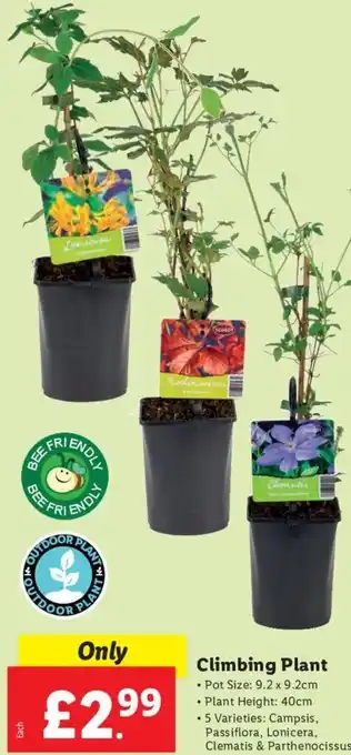 Lidl Climbing Plant offer