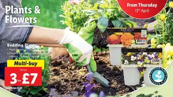 Lidl Bedding Plants 10pck offer
