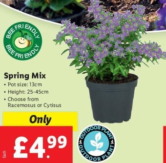 Lidl Spring Mix offer