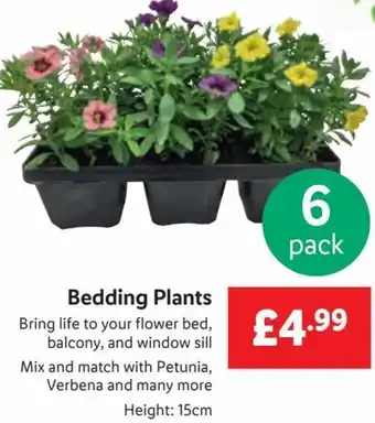 Lidl Bedding Plants 15cm offer