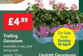 Lidl Trailing Geranium 25cm offer