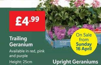 Lidl Trailing geranium offer