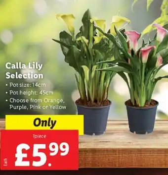 Lidl Calla Lily Selection offer