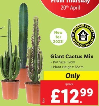 Lidl Giant Cactus Mix offer