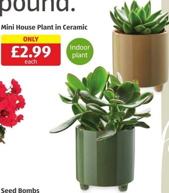 Aldi Mini House Plant in Ceramic offer